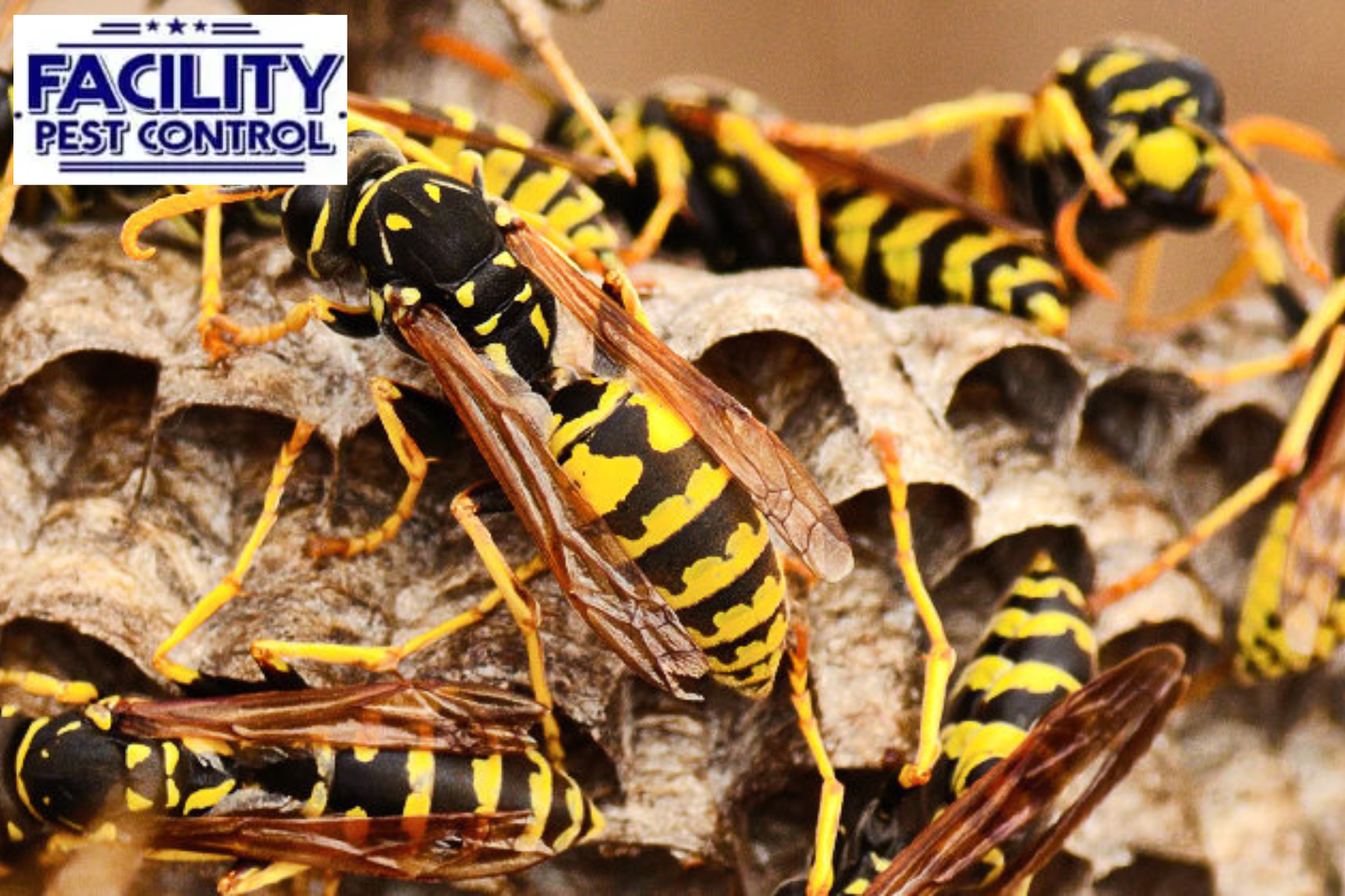 wasps control