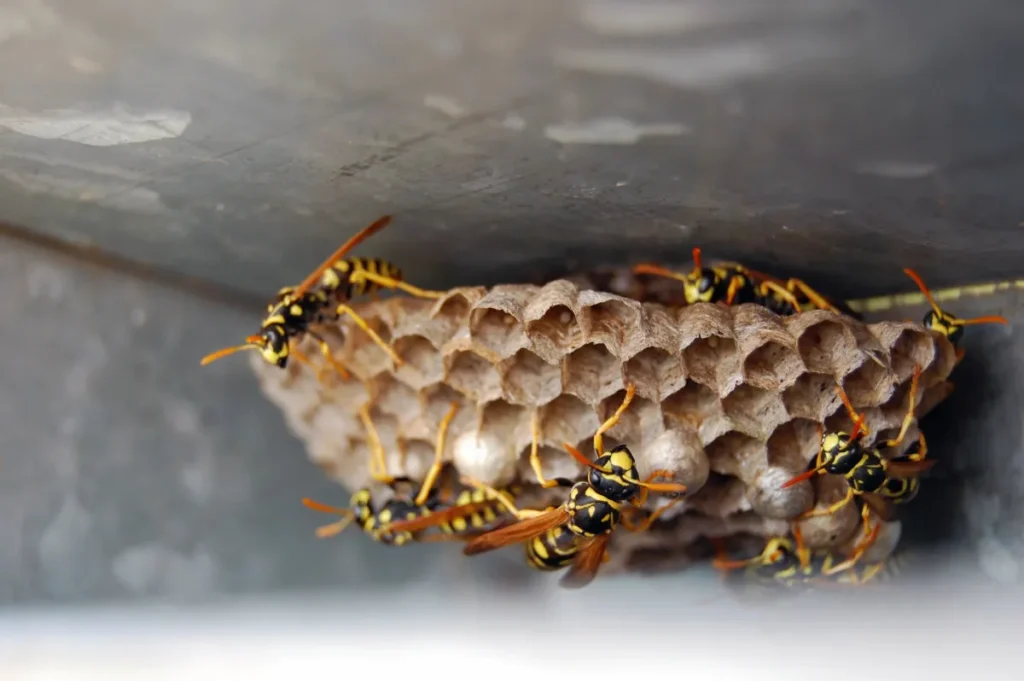 Depositphotos 117575162 XL wasp nest