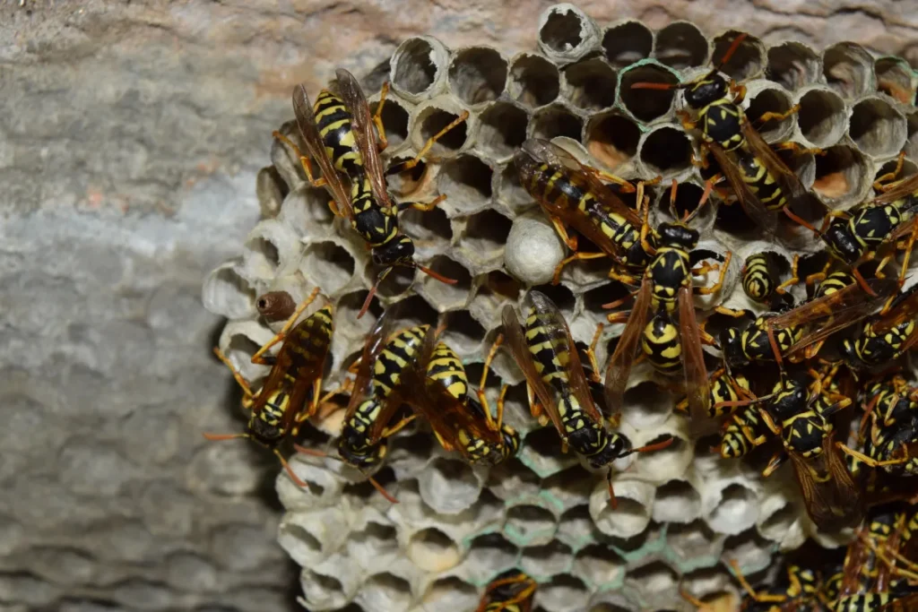 wasp nest