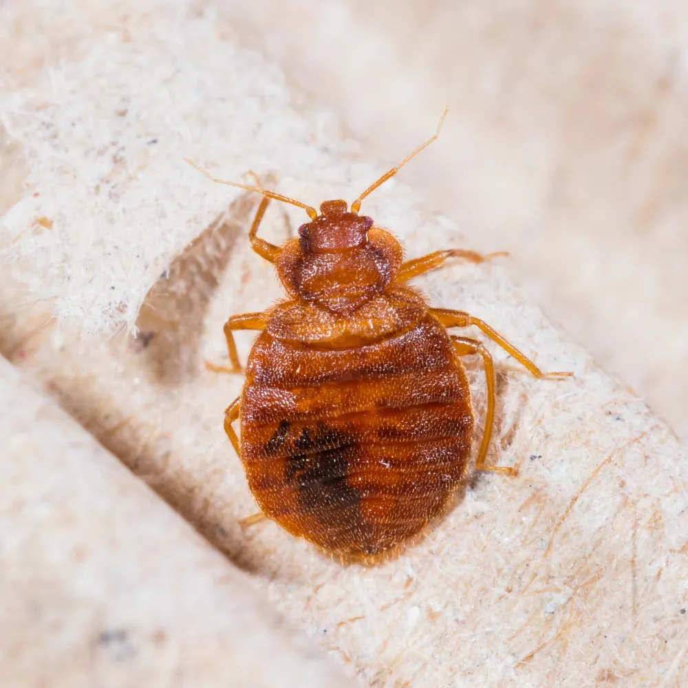 bed bug