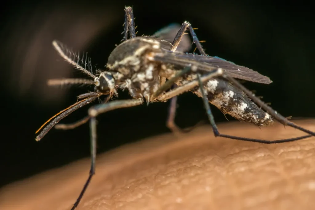 mosquito