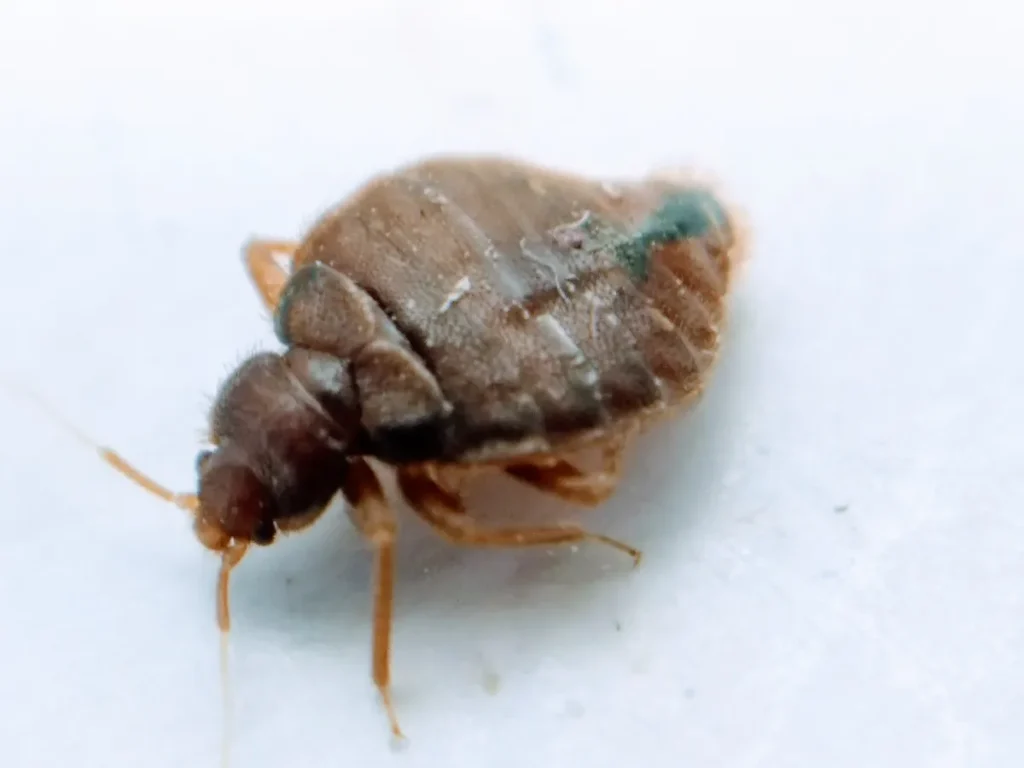 bed bug