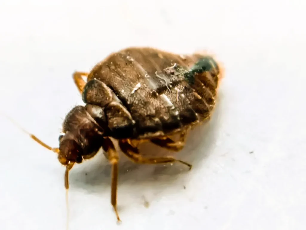 bed bug