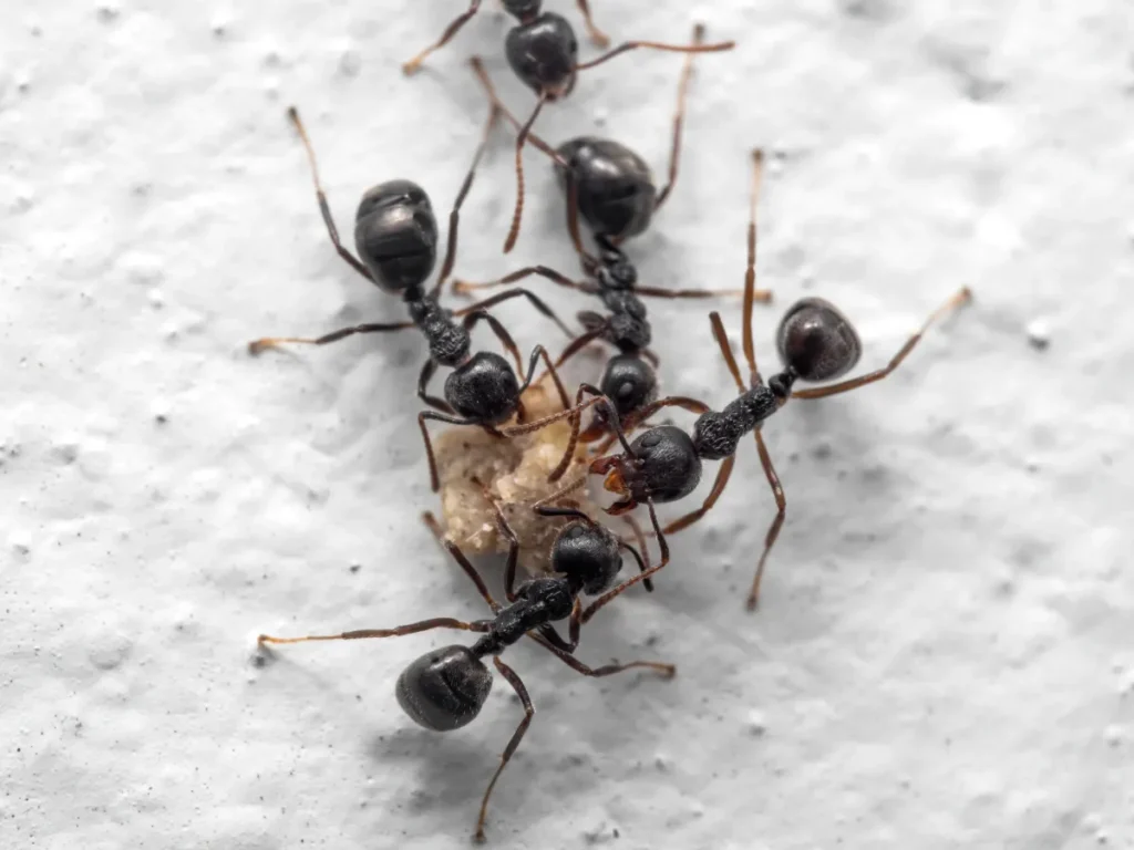 black ants
