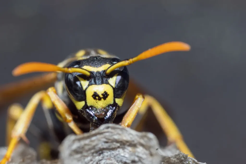 closep up wasp