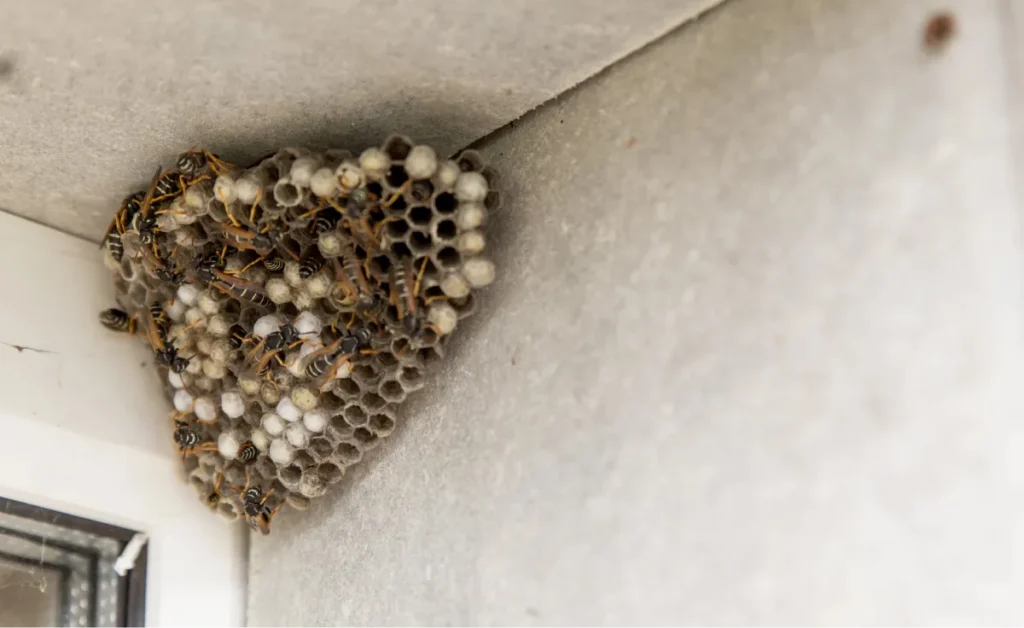 wasp nest