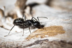 black ant