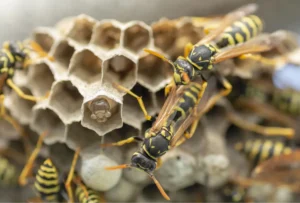 wasp nest