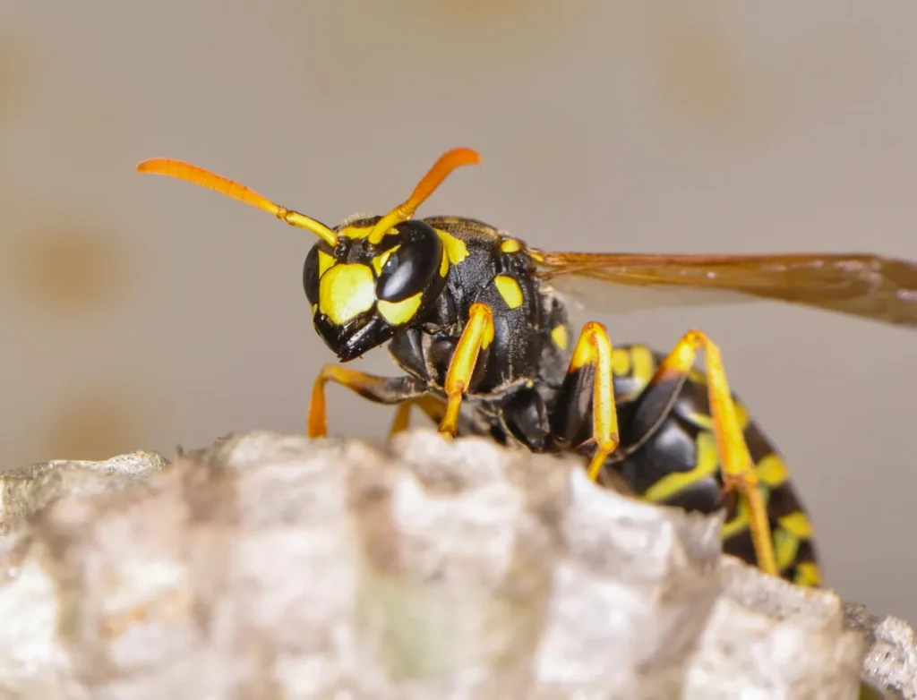 wasp