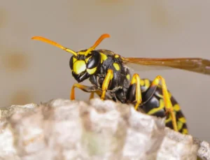wasp
