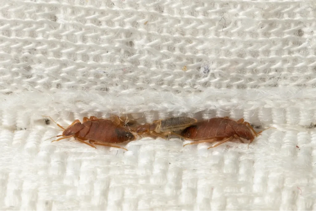 bed bug in the mattress