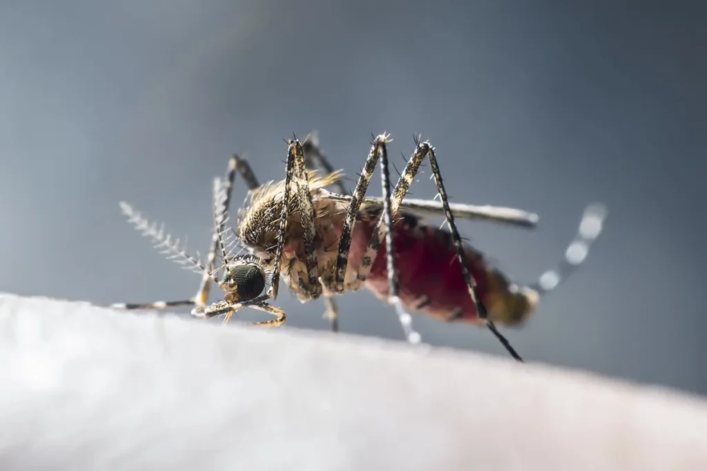 mosquito