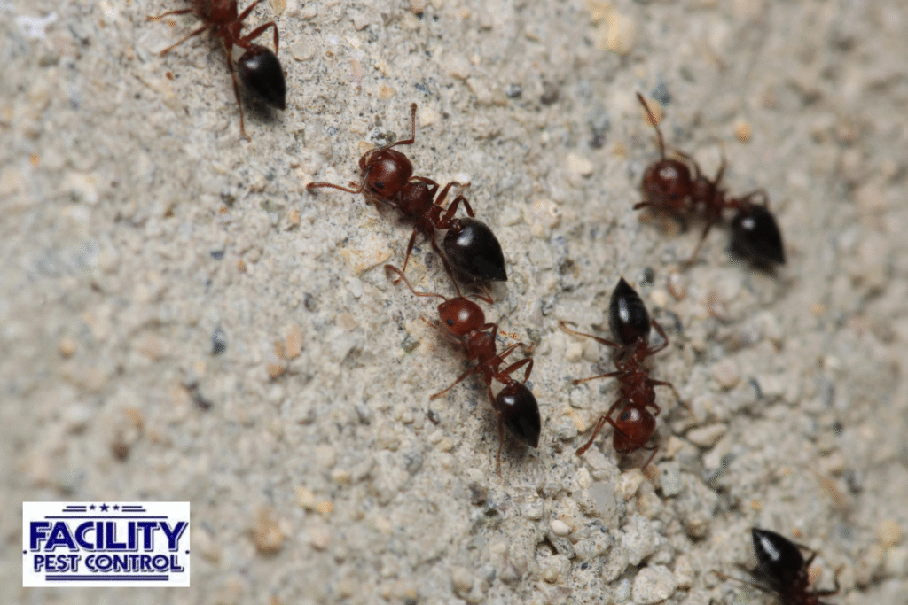 ant