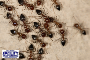 ant