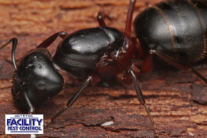 ant