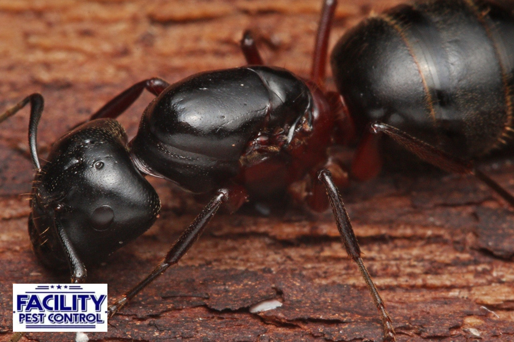 ant