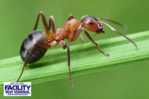 ant
