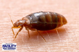bed bugs