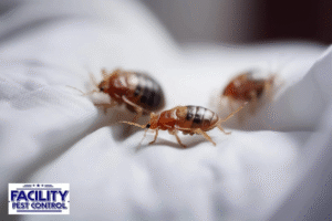 bed bug