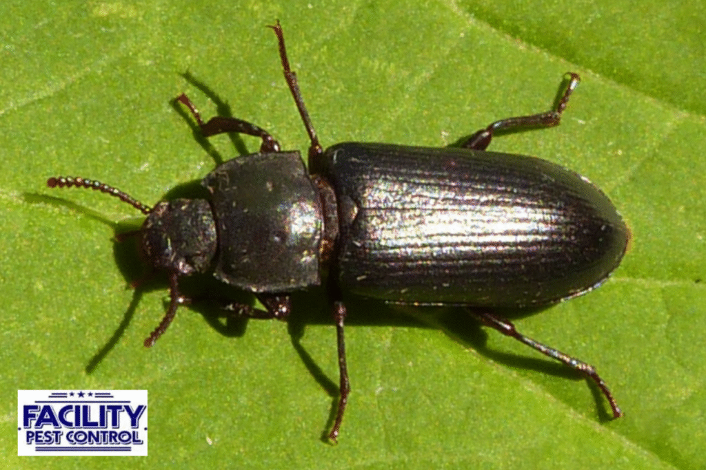 bedbug