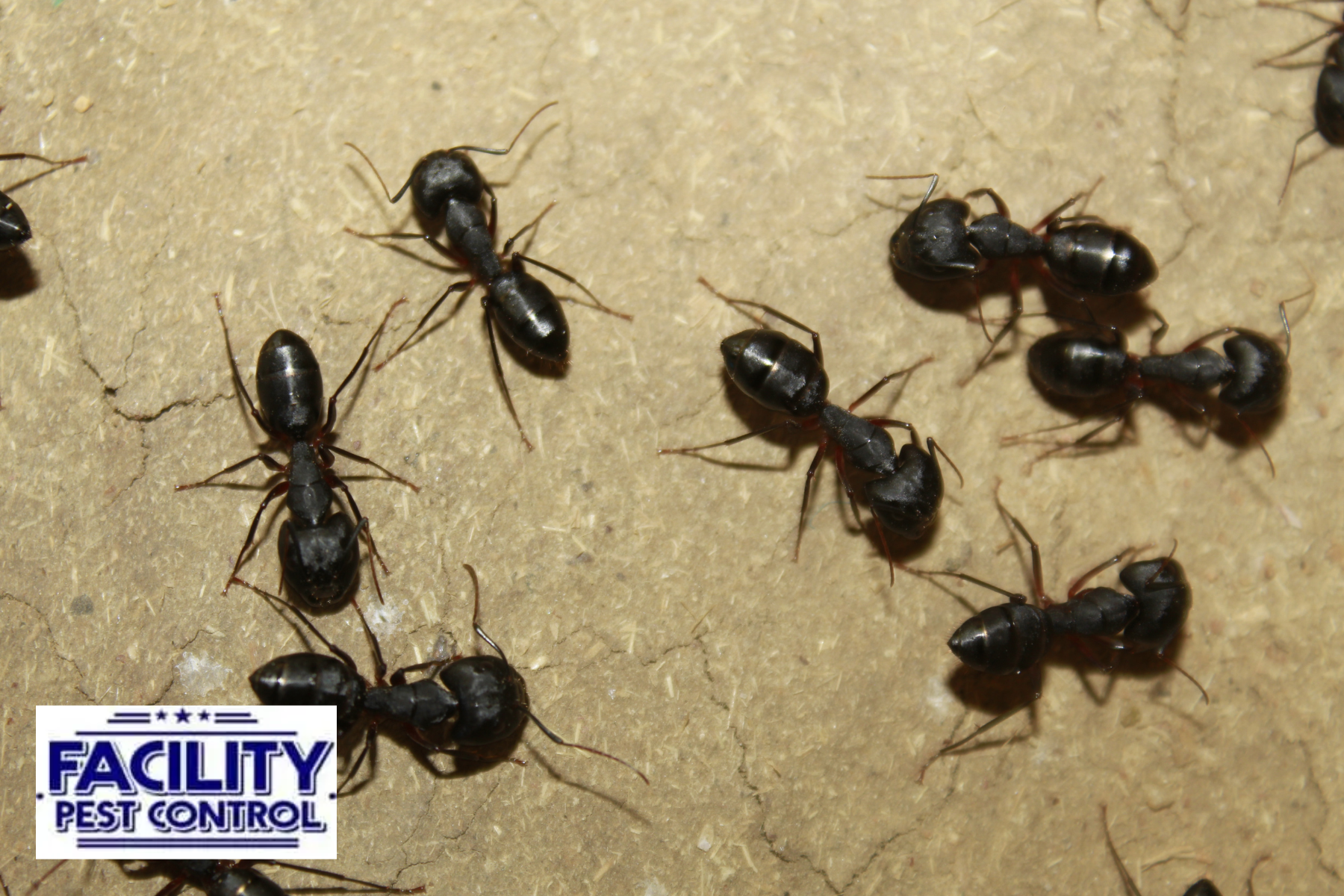 black ants