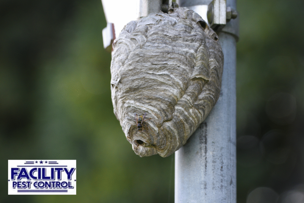 wasp nest 1 wasp nest