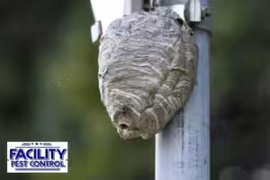 wasp nest