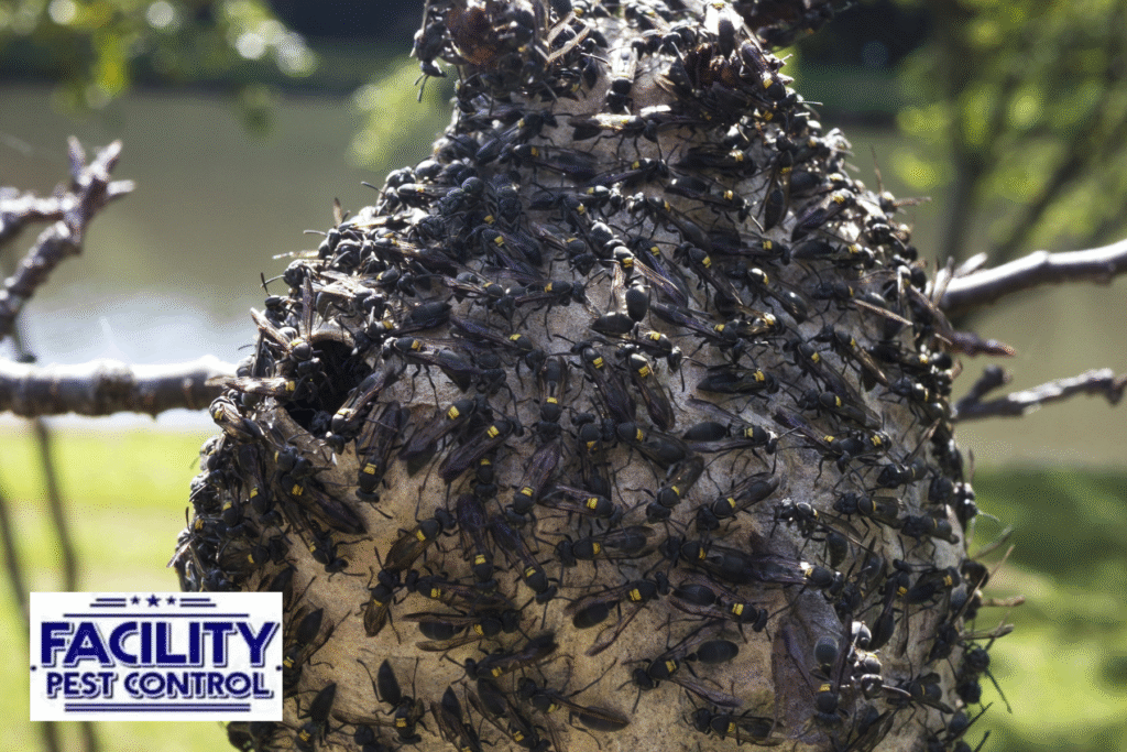 wasp nest