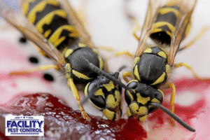 wasps
