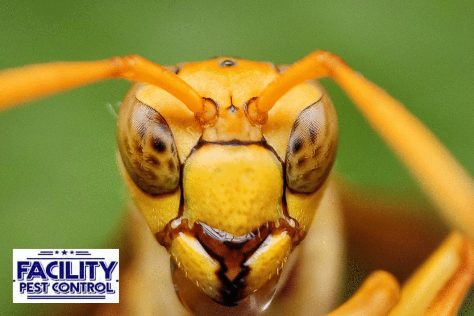 How Long Do Wasps Live? Lifespan Facts You Should Know
