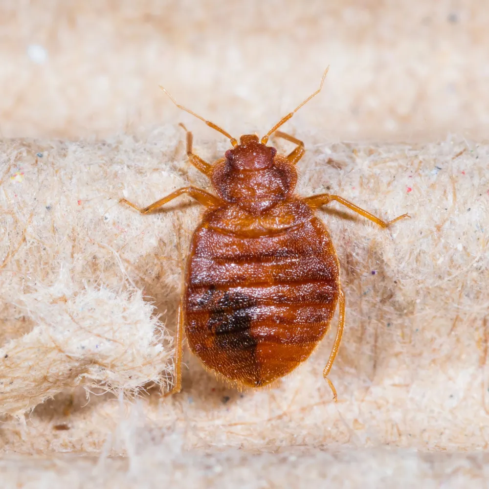 bed bug in the mattress
