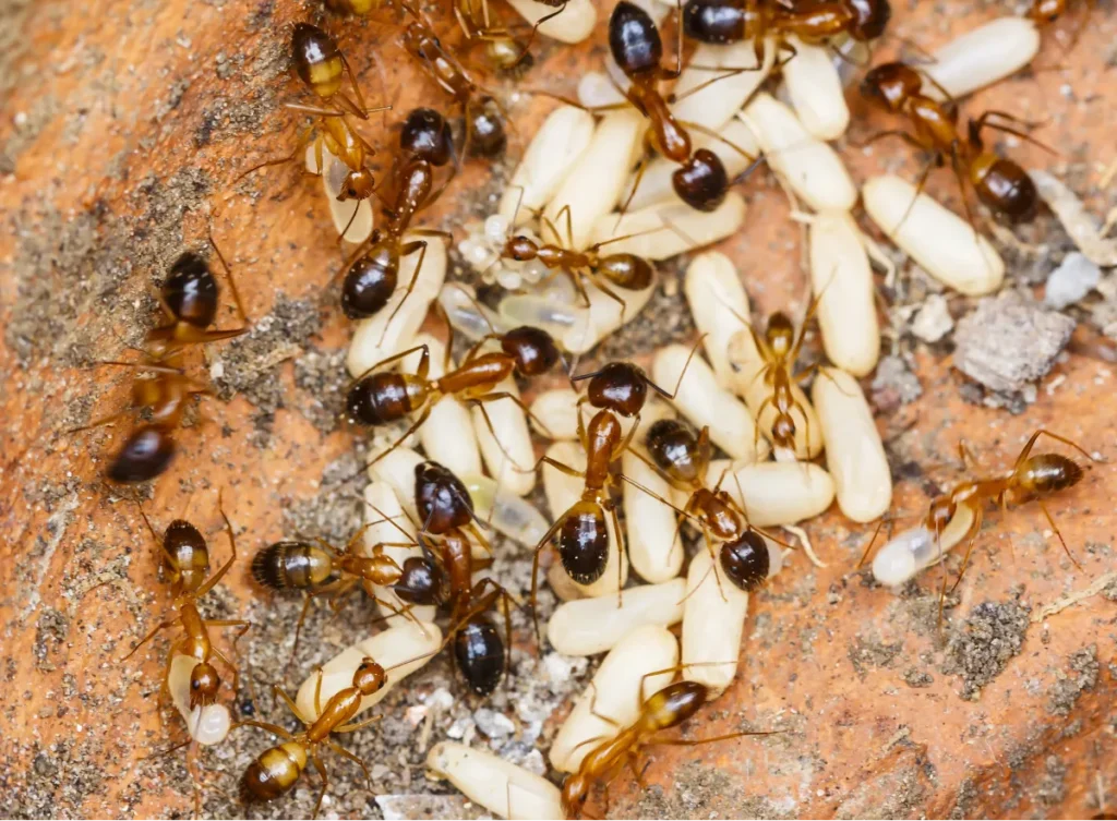 ant eggs