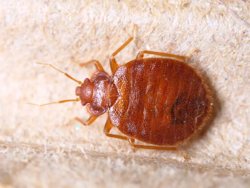 bed bug