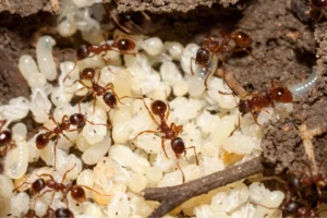 ant eggs