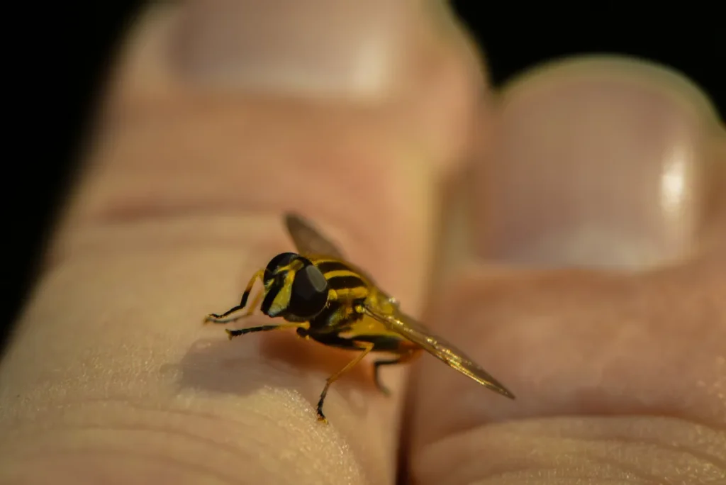 wasp on the human's foot
