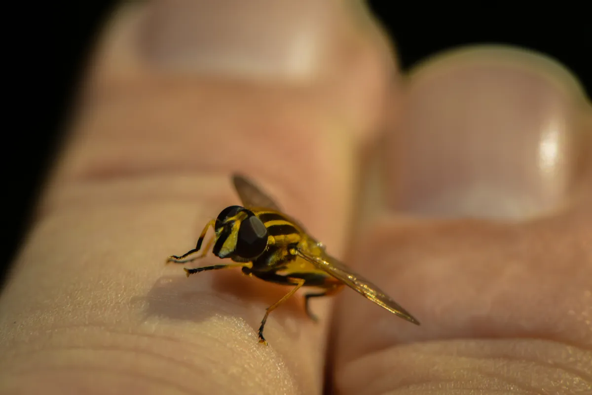 wasp on the human's foot
