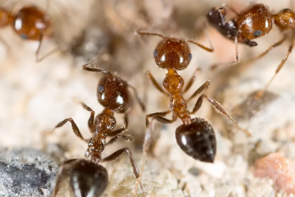 Depositphotos 364756742 XL ants