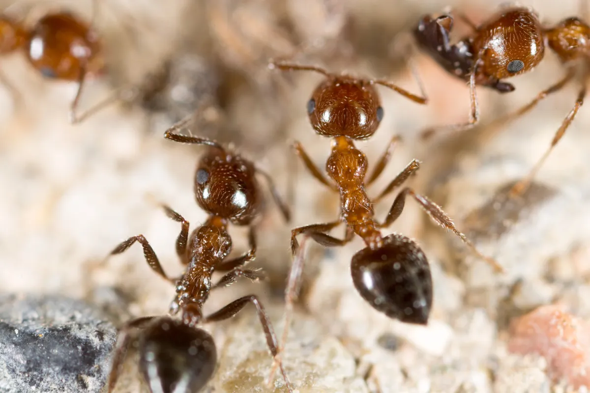 ants