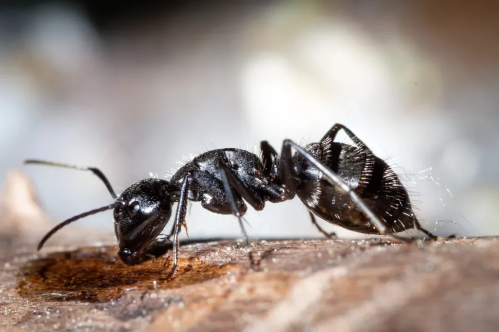 black ant
