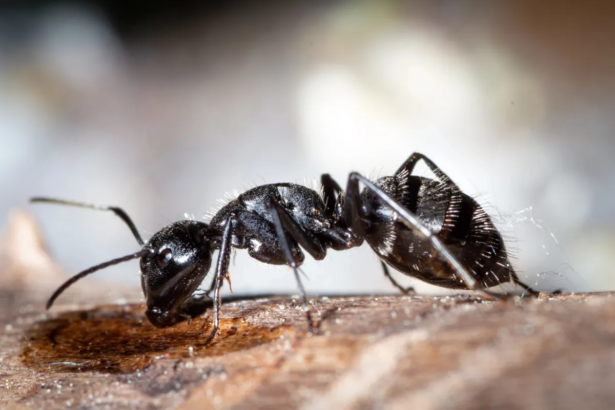 black ant

