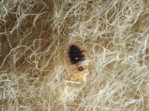 bed bug in sofa