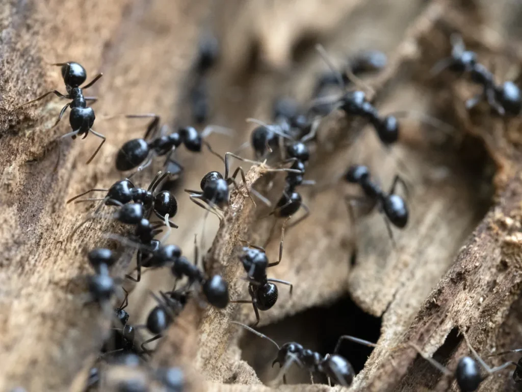 carpenter ants