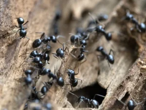 carpenter ants