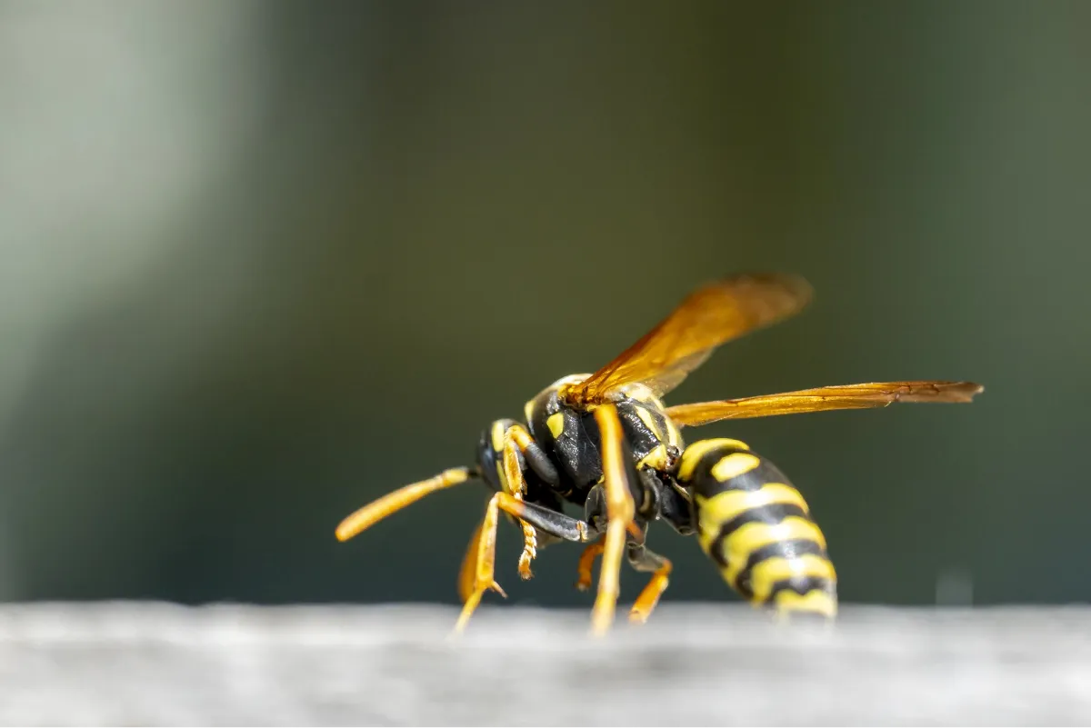 Depositphotos 480625898 XL wasp