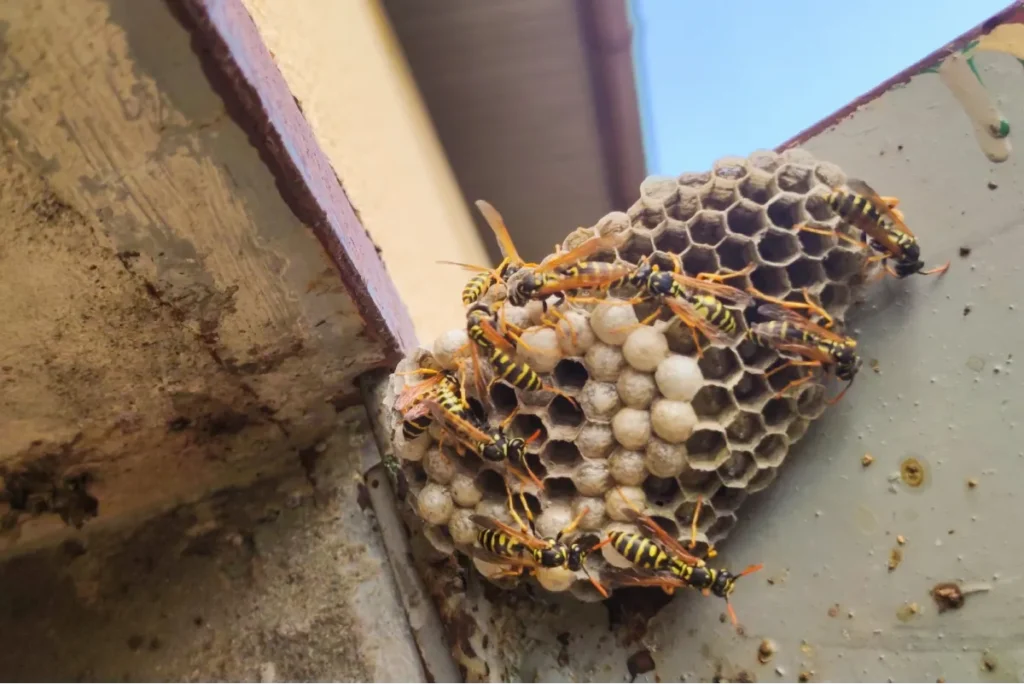 Depositphotos 482307446 XL wasp nest