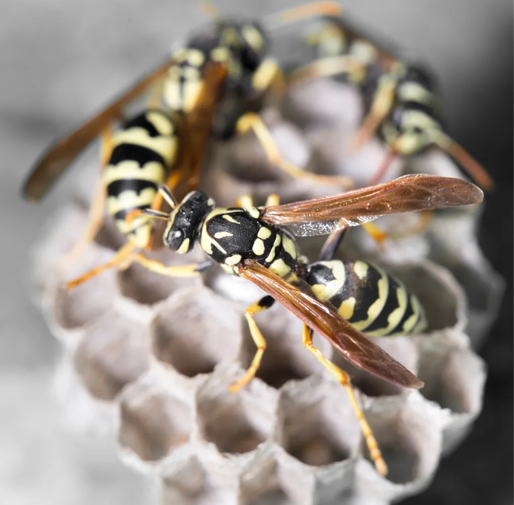 wasp on the nests
