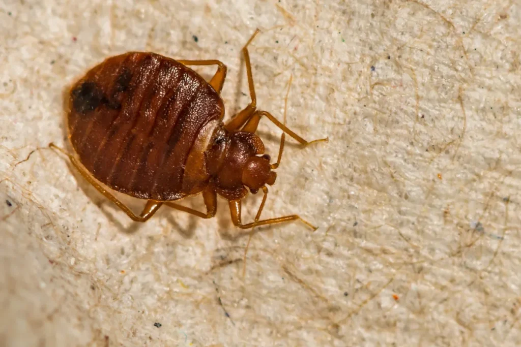 bed bug