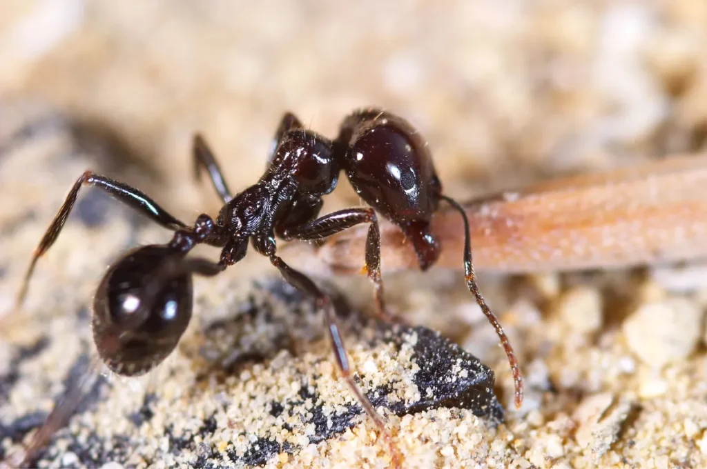 black ant