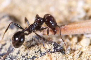 black ant