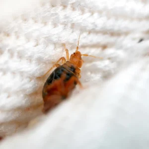 bed bug in the mattress